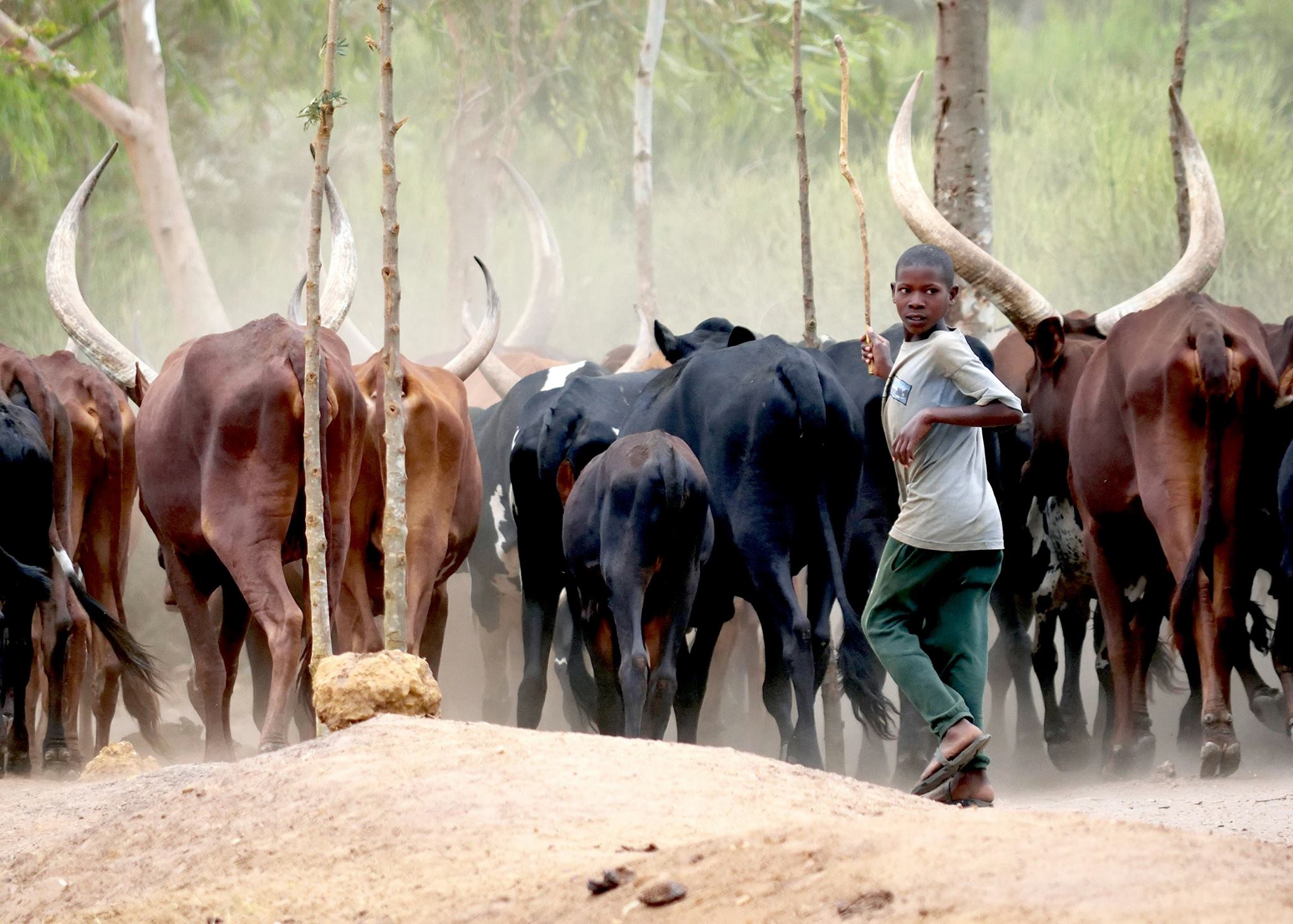 Nos vaches au Rwanda